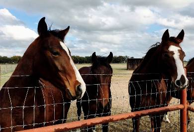 Field Fixed Knot Deer Fence Material Field Fixed Knot Deer Fence Material