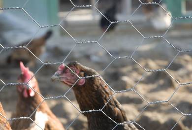 Carbon Steel Woven Fence Carbon Steel Woven Fence